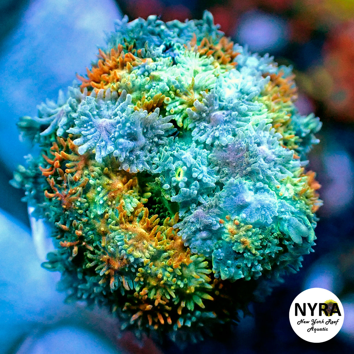 NYRA Multiverse Pincushion Mushroom