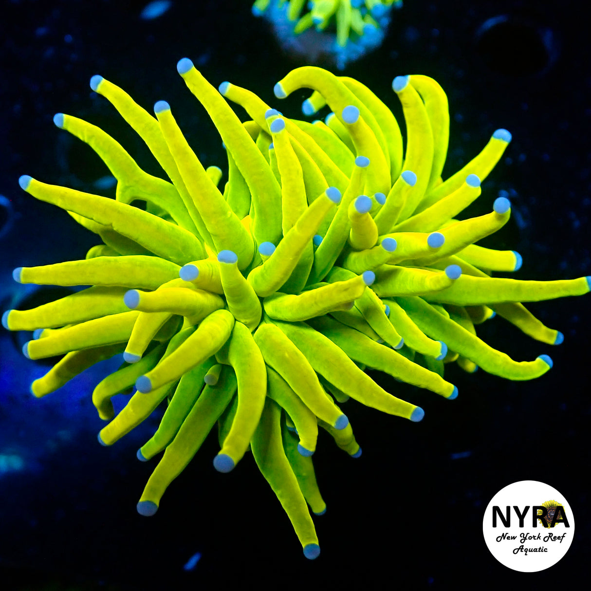 NYRA My Nanners (Cultured In House) Torch - 1 Head