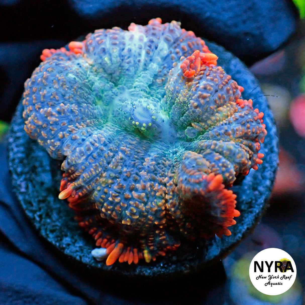 NYRA Mythical Creature Mjushroom FT1SUAK1