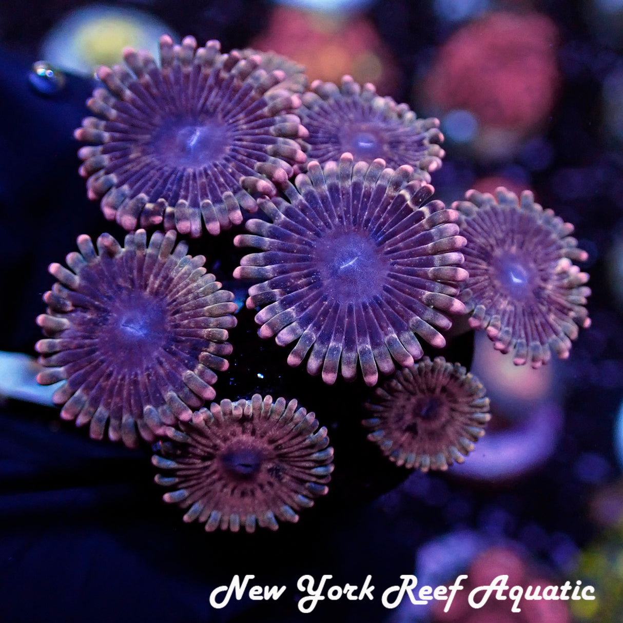 NYRA Nebula Zoanthid