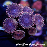 NYRA Nebula Zoanthid
