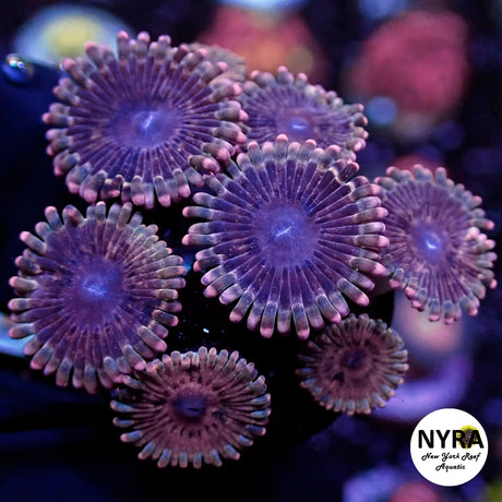 NYRA Nebula Zoanthid