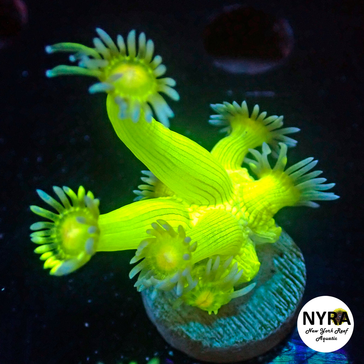 NYRA Neon AcidX Goni (Glowing Fluorescent)