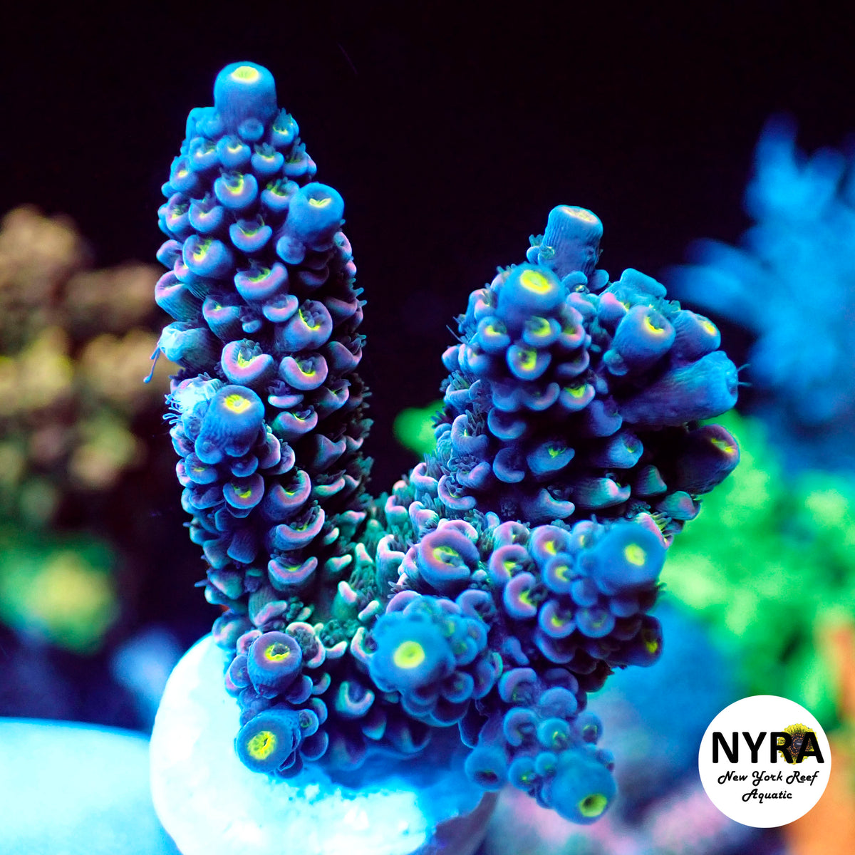 (R18) NYRA Nightingale Acropora
