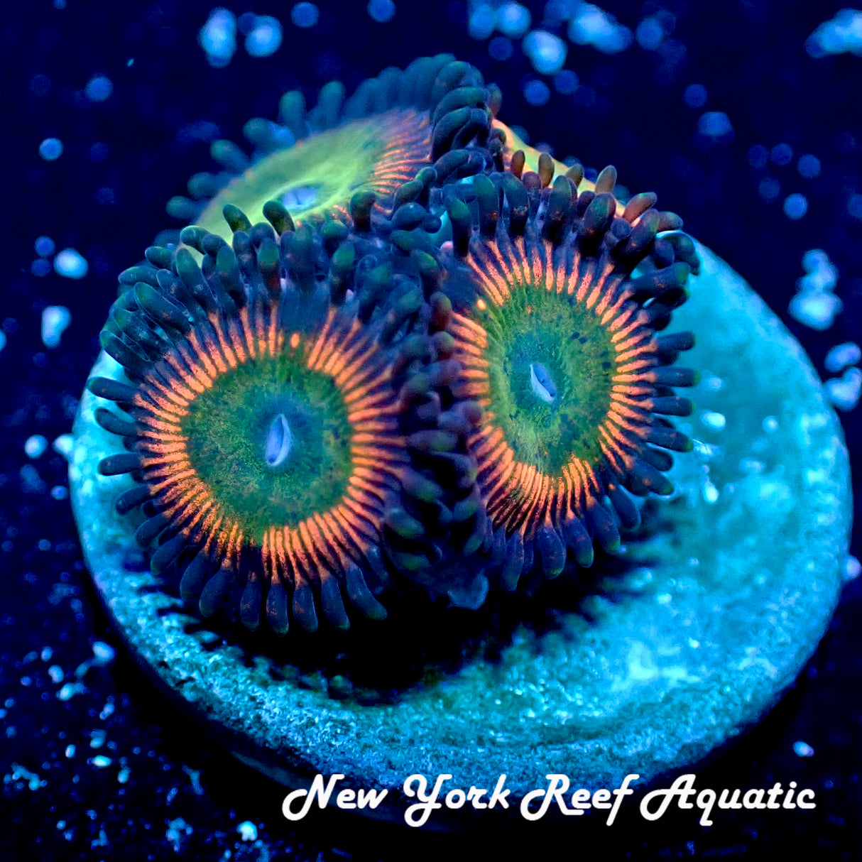 NYRA OJ Zoanthid