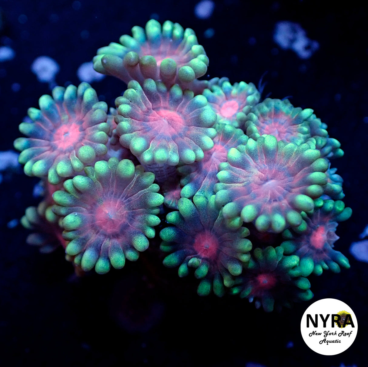 NYRA Fantasia Goniopora
