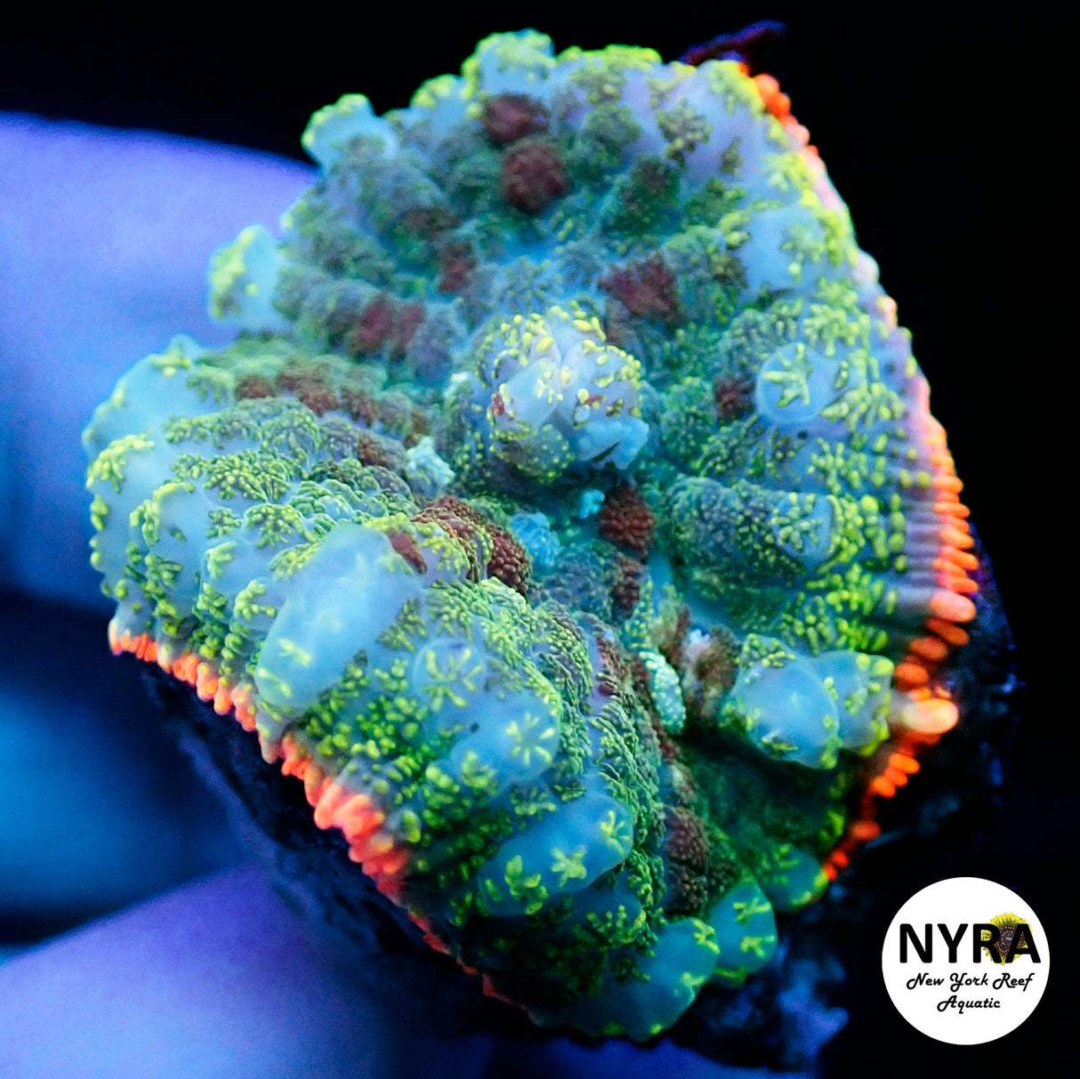 NYRA Phantom Ringlight Mushroom