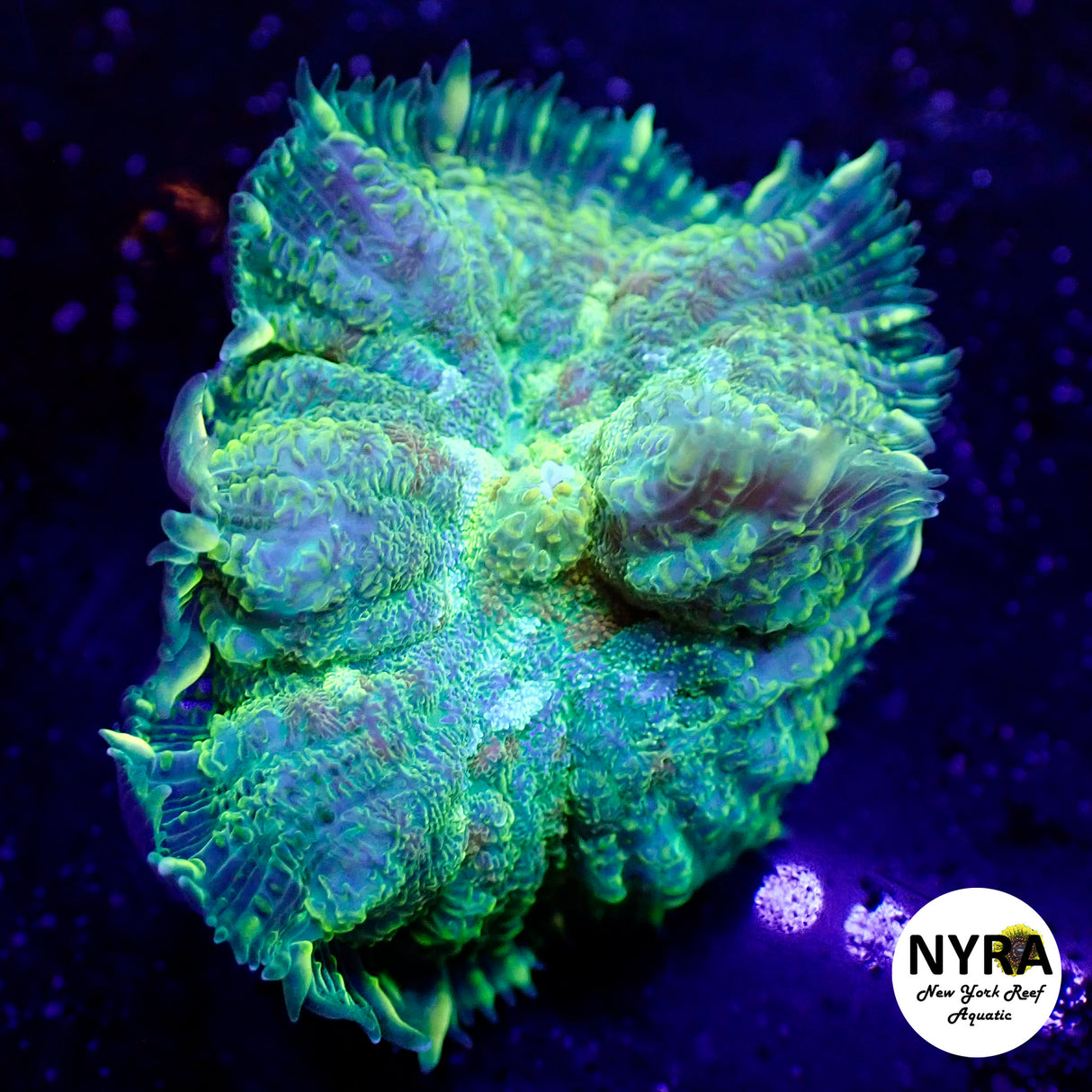 NYRA Picasso Mushroom