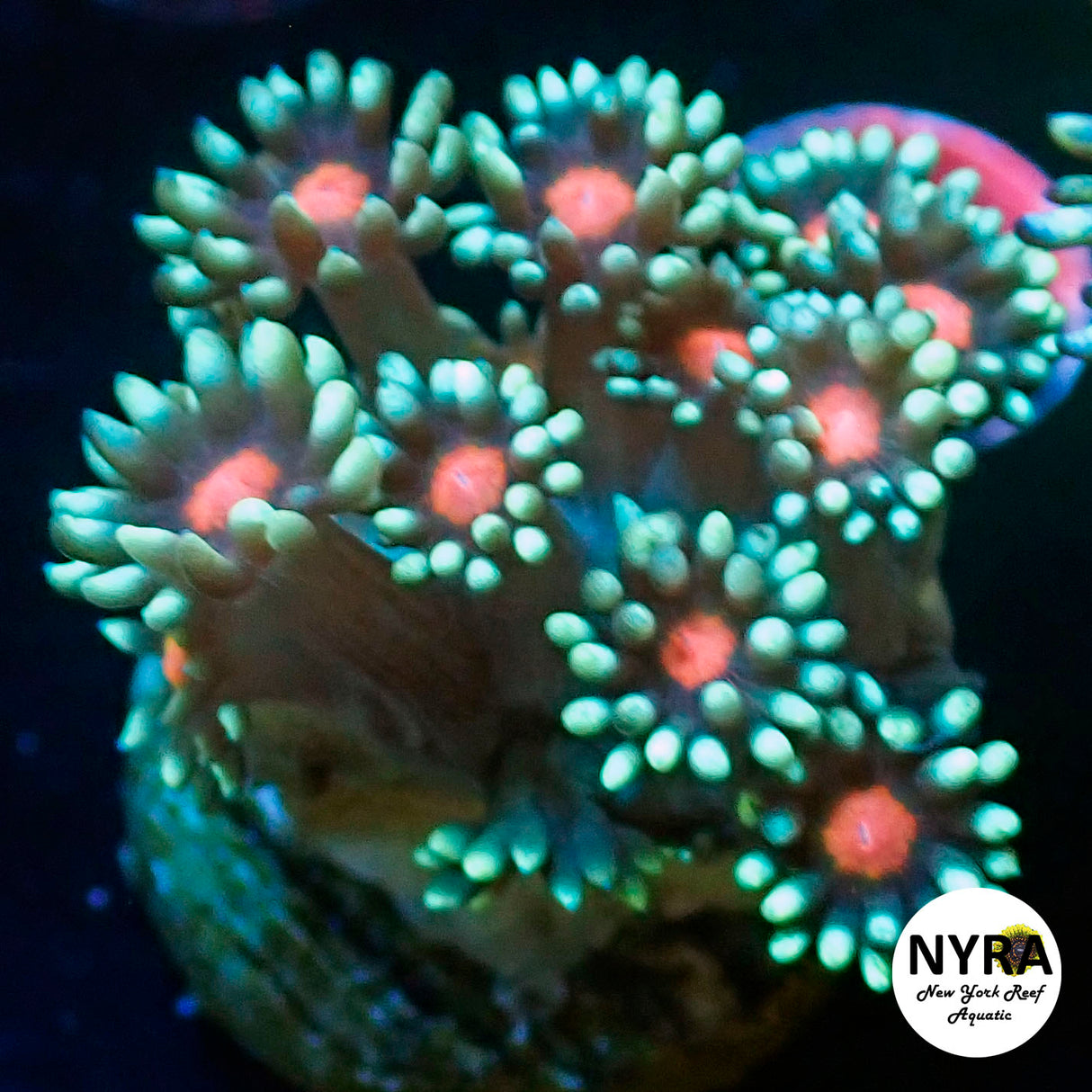 NYRA Pink Eye Gal Goni