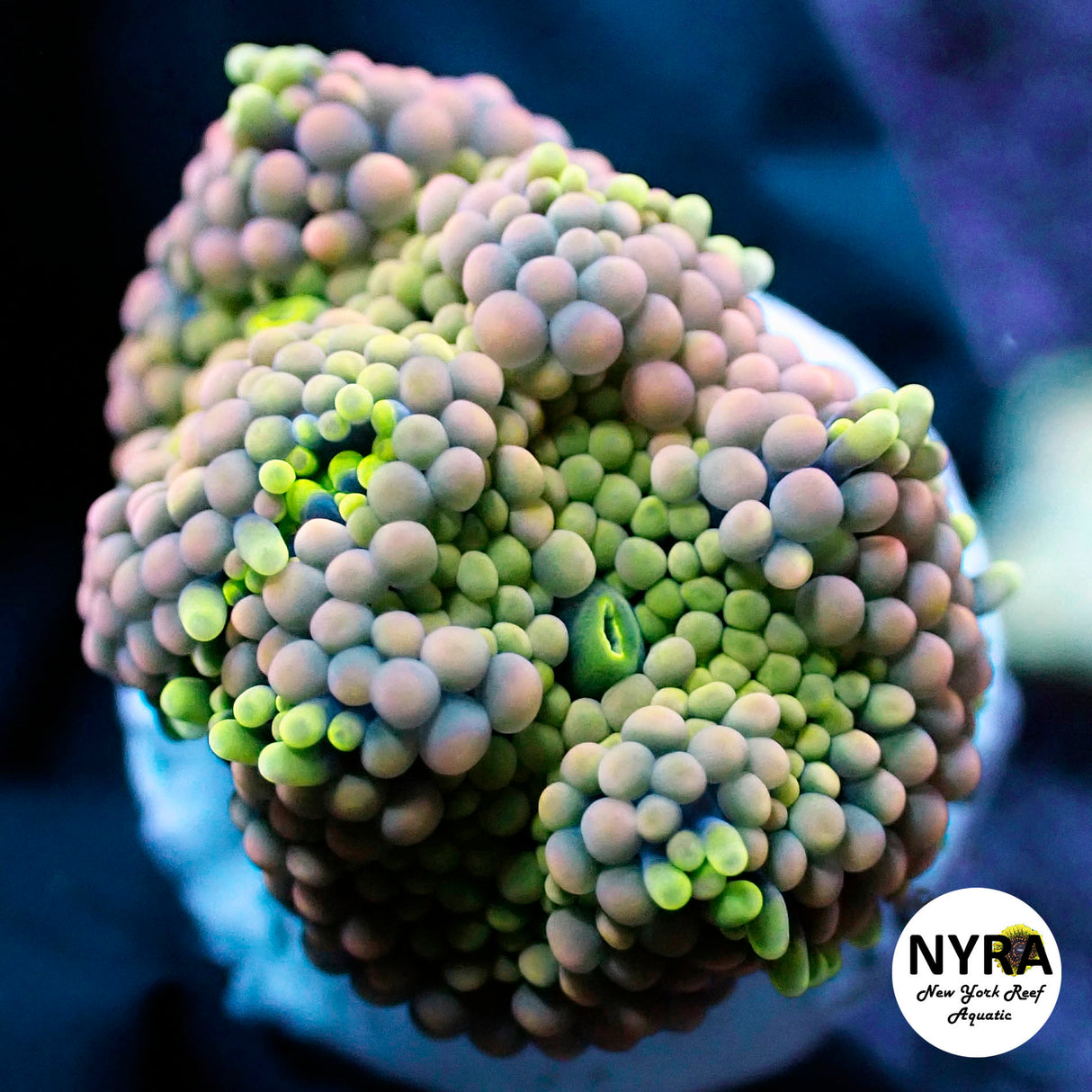 NYRA Pink Green Ricordea Yuma