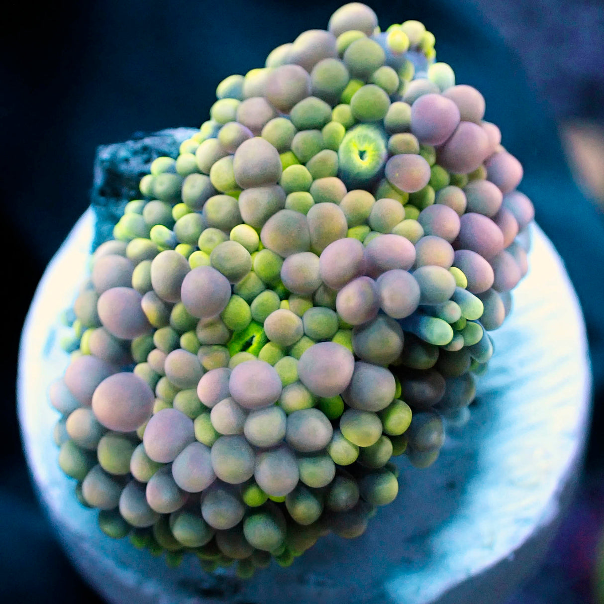 NYRA Pink Green Ricordea Yuma 2