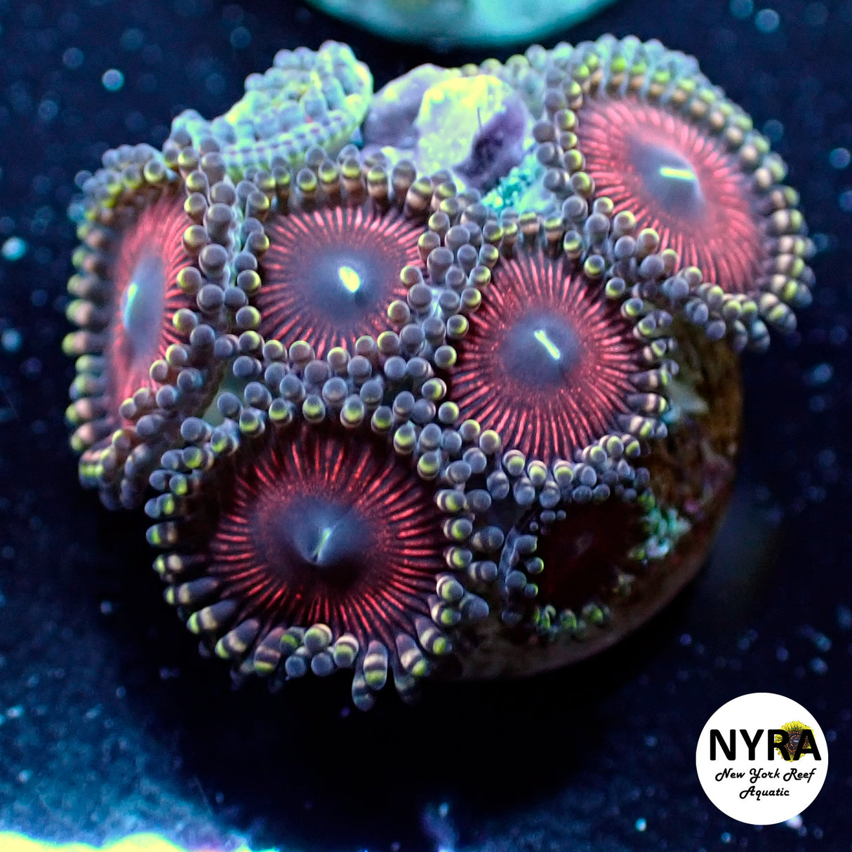 NYRA Pink Lady Zoanthid