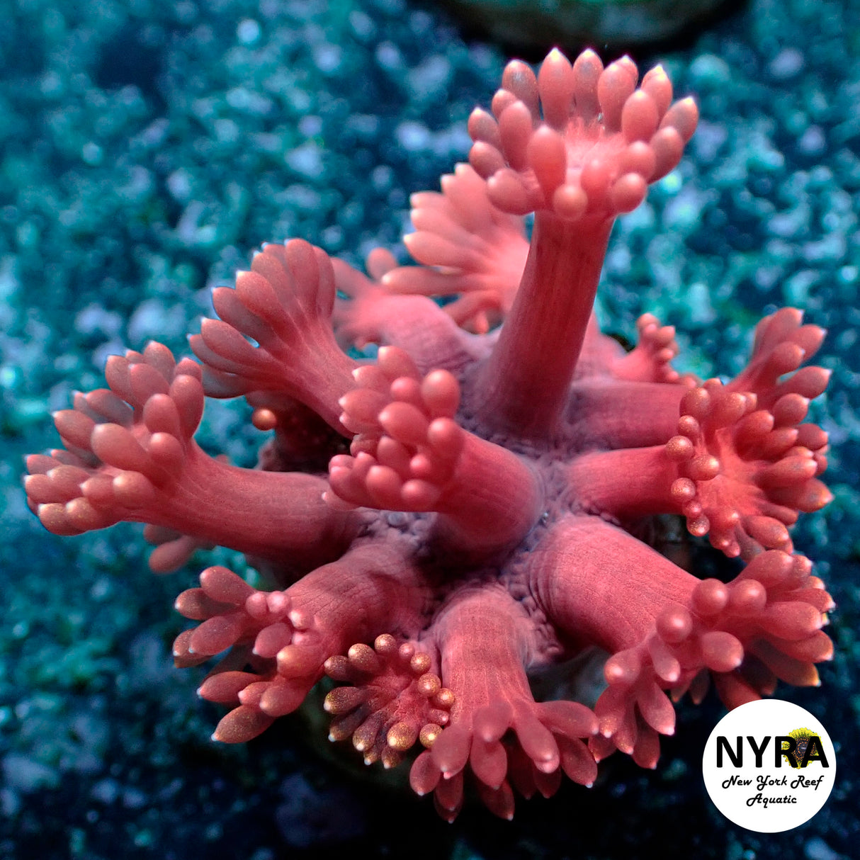 NYRA PopRocks Goniopora