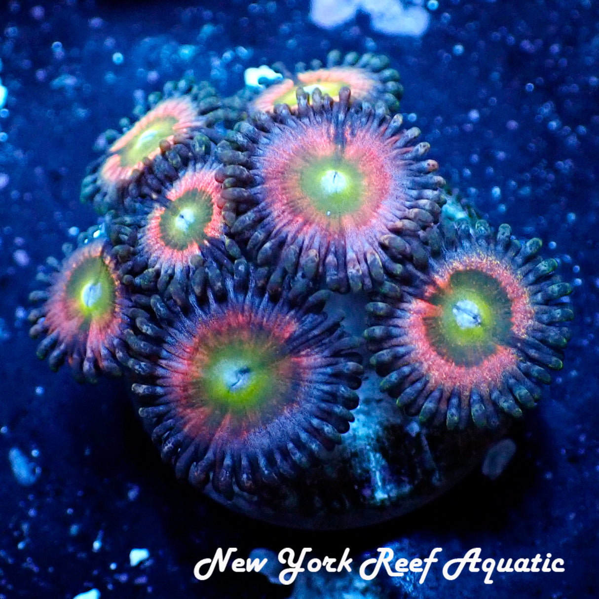 NYRA Pink Lemonade Zoanthid