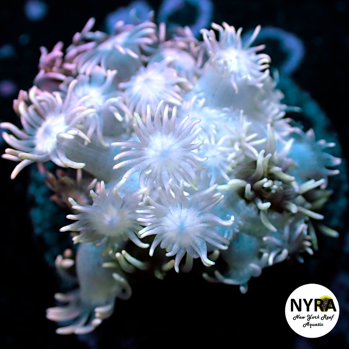 NYRA Platinum Jewel Goni