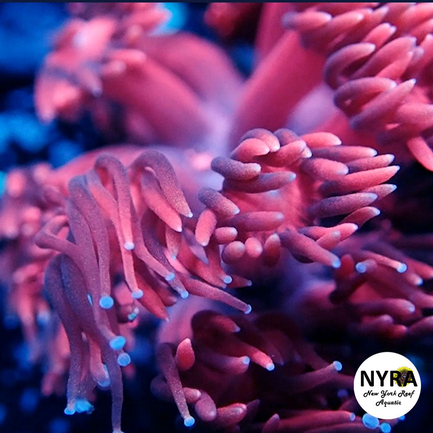 NYRA Pretty in Pink Goniopora