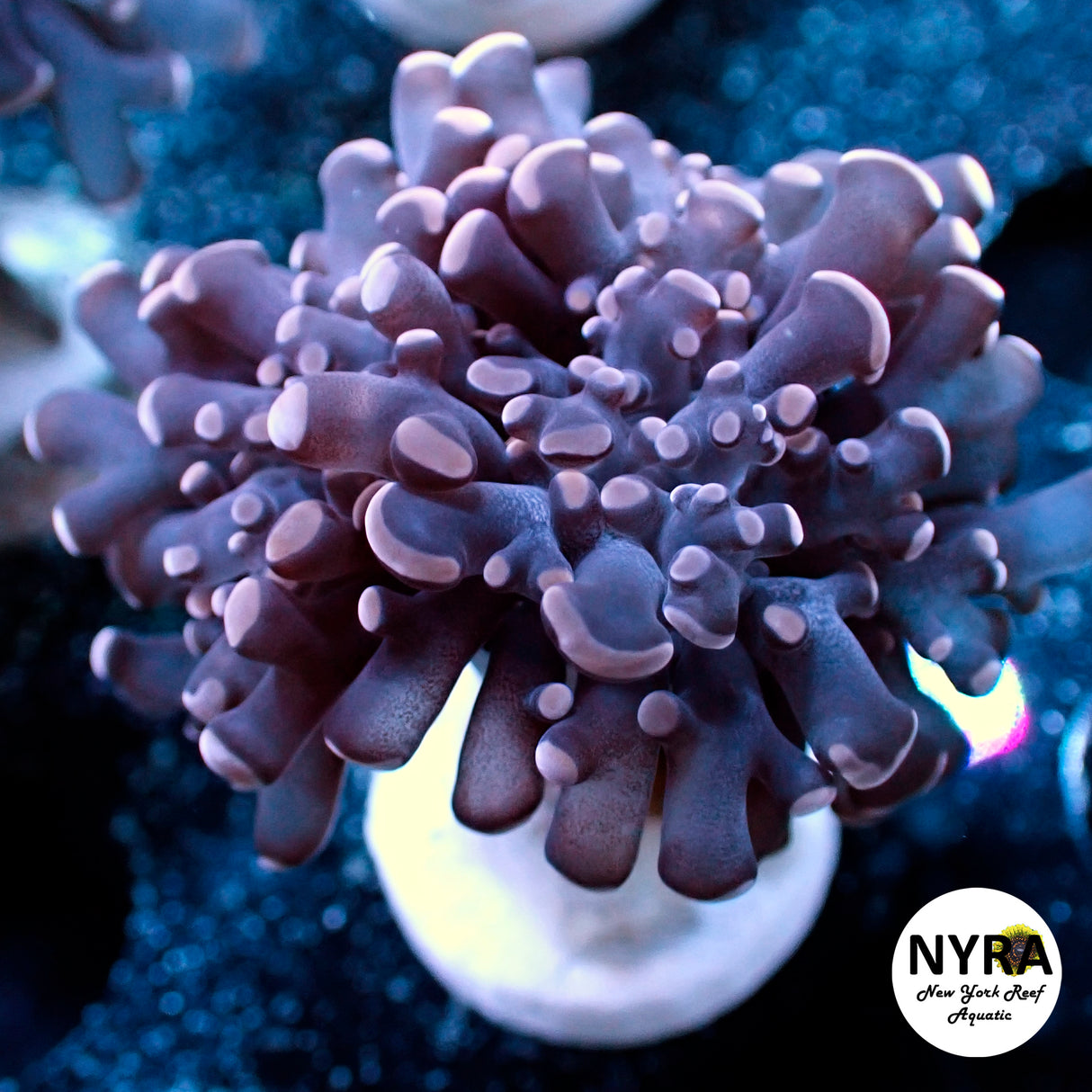 NYRA Purple Frogspawn Double Head