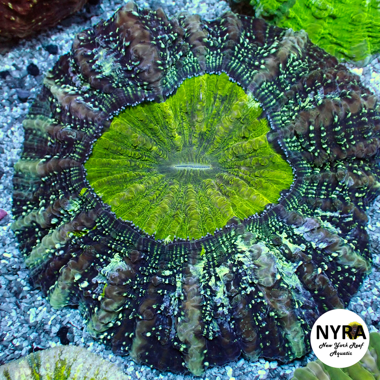 NYRA Quantum Acantho Meat Coral FSHBB3