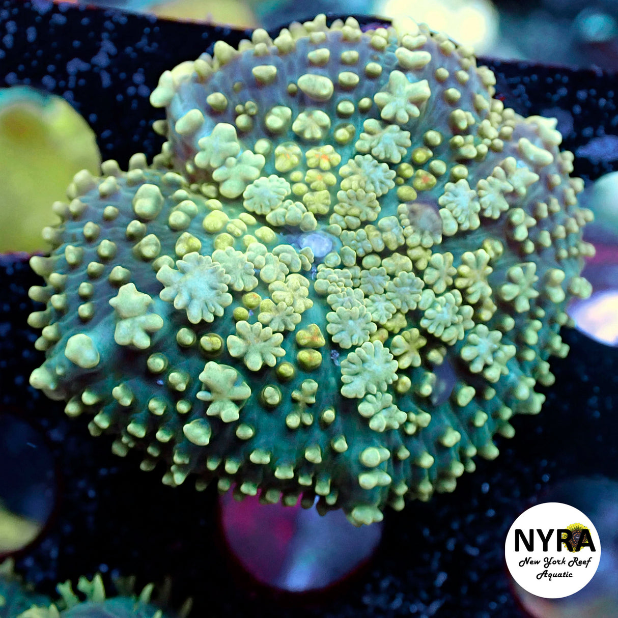 NYRA Quasimodo Pin Cushion Mushroom