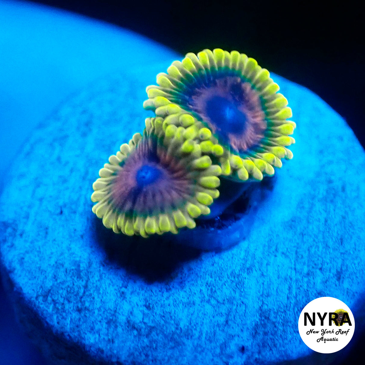 NYRA Queen Bee Zoanthid