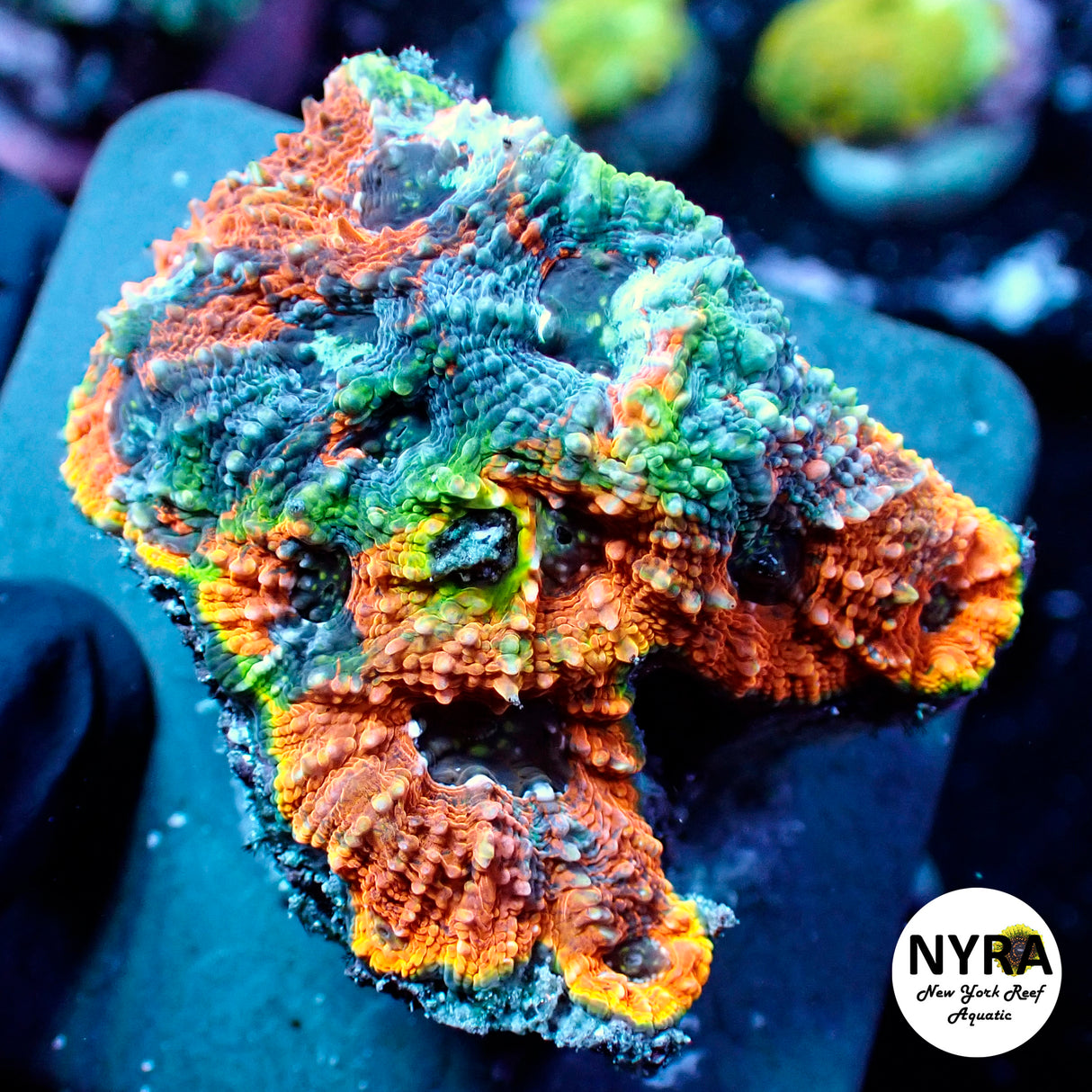 NYRA Rainbow Road Enchinata