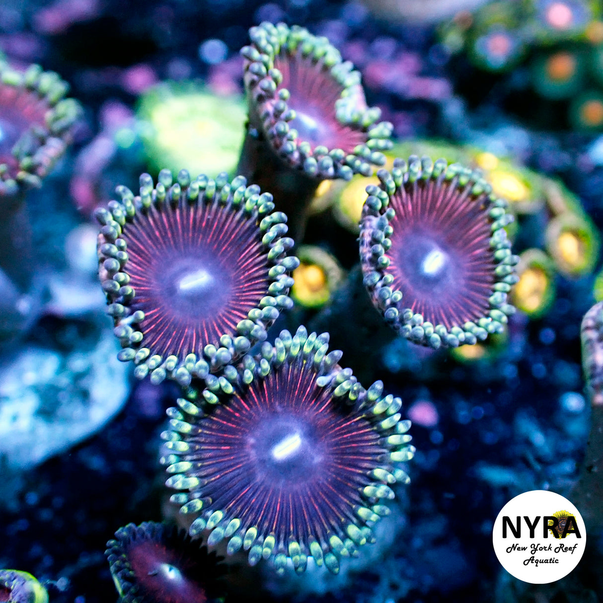 NYRA Rapunzel Zoanthid