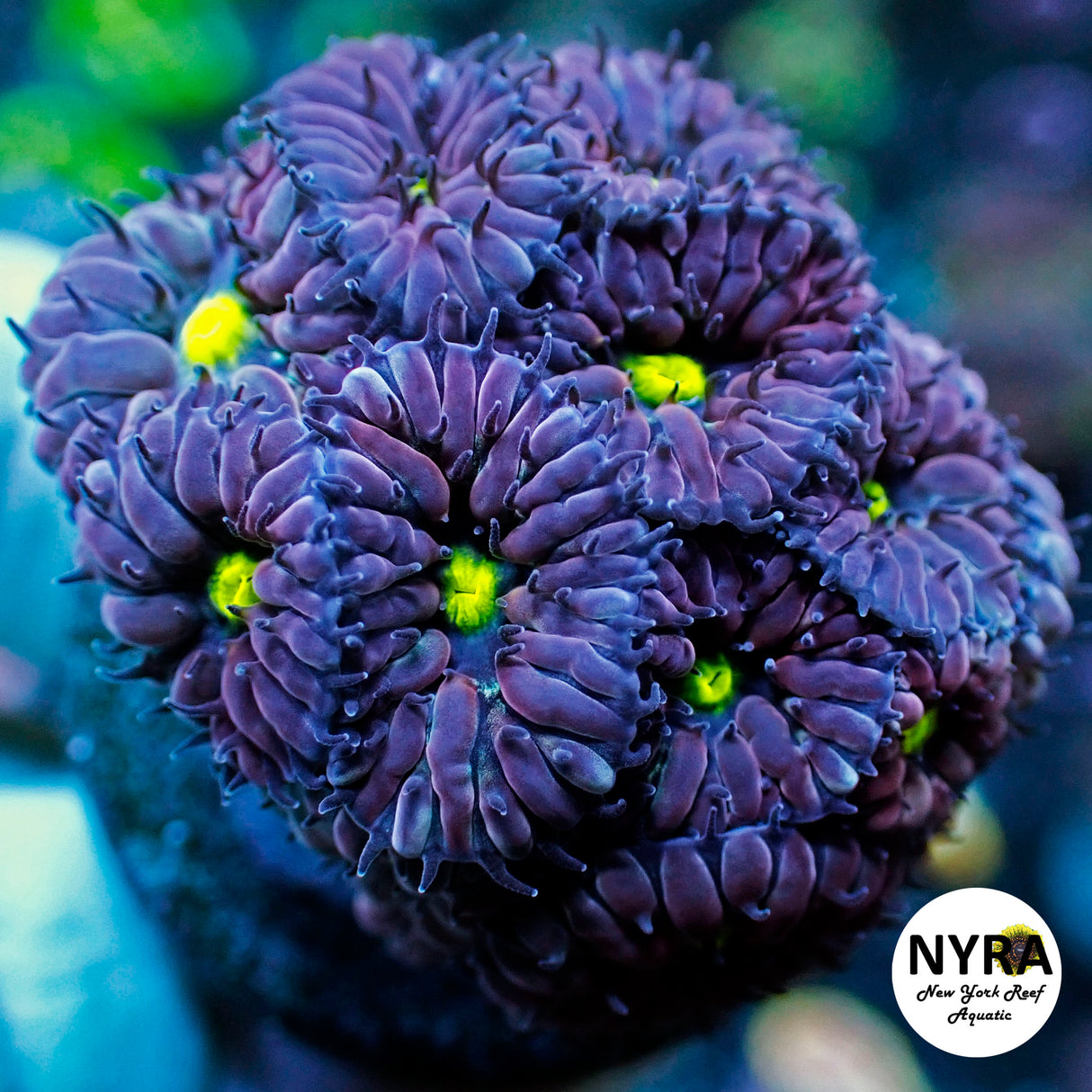 NYRA Ravens Micromussa