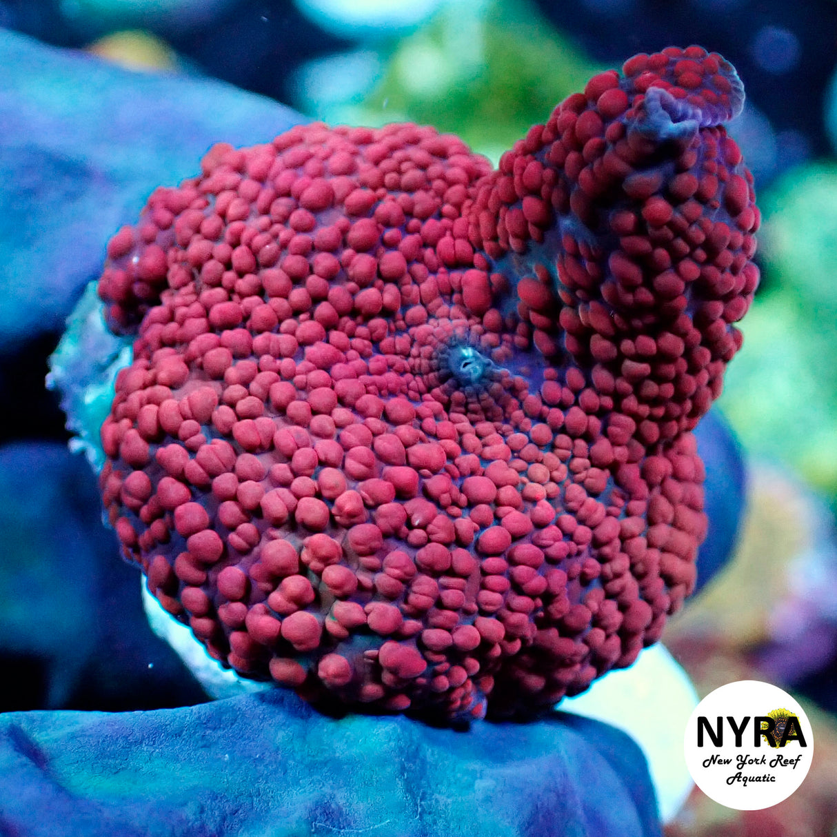 NYRA Red Devil Rhodactis Mushroom