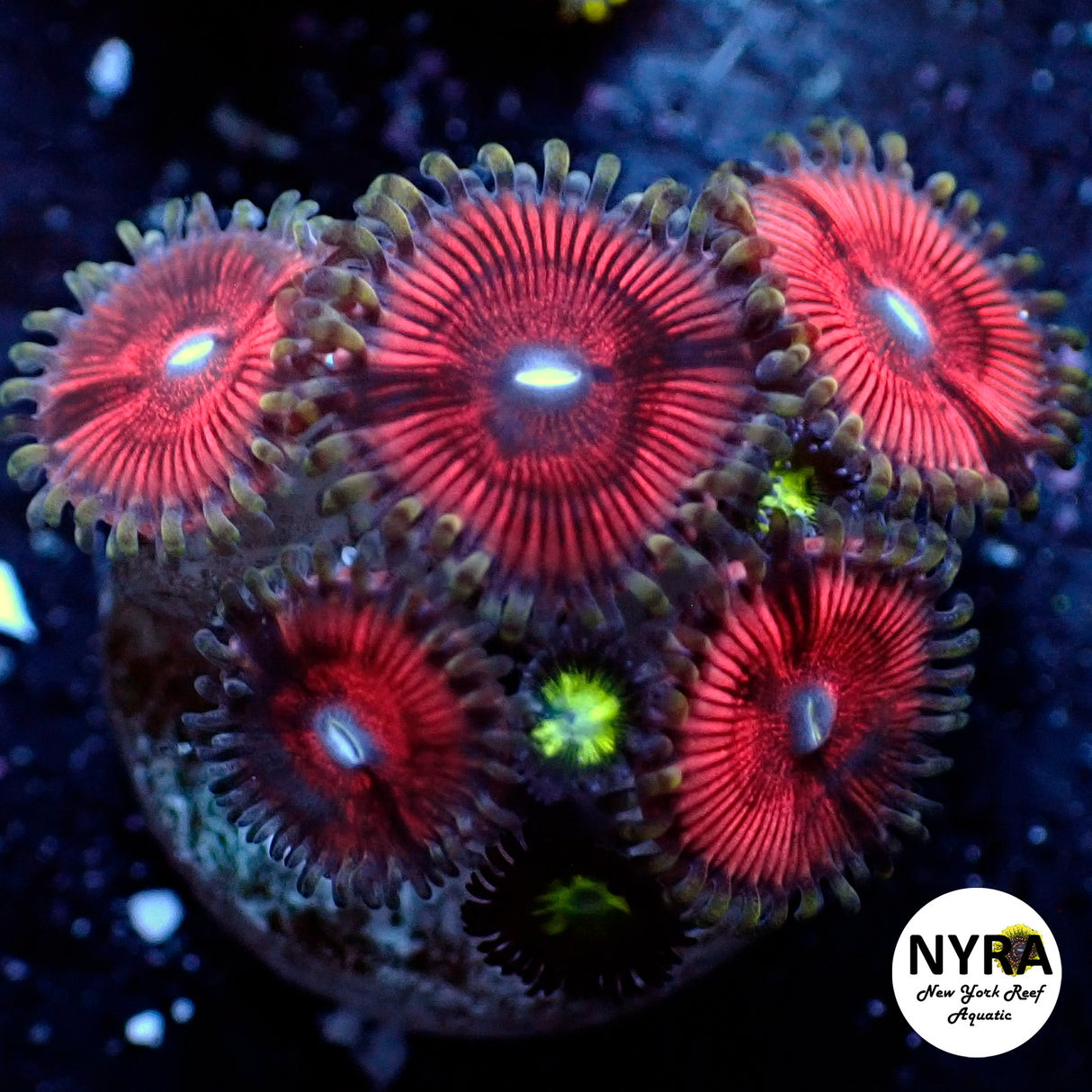 NYRA Red Hydra Zoanthid