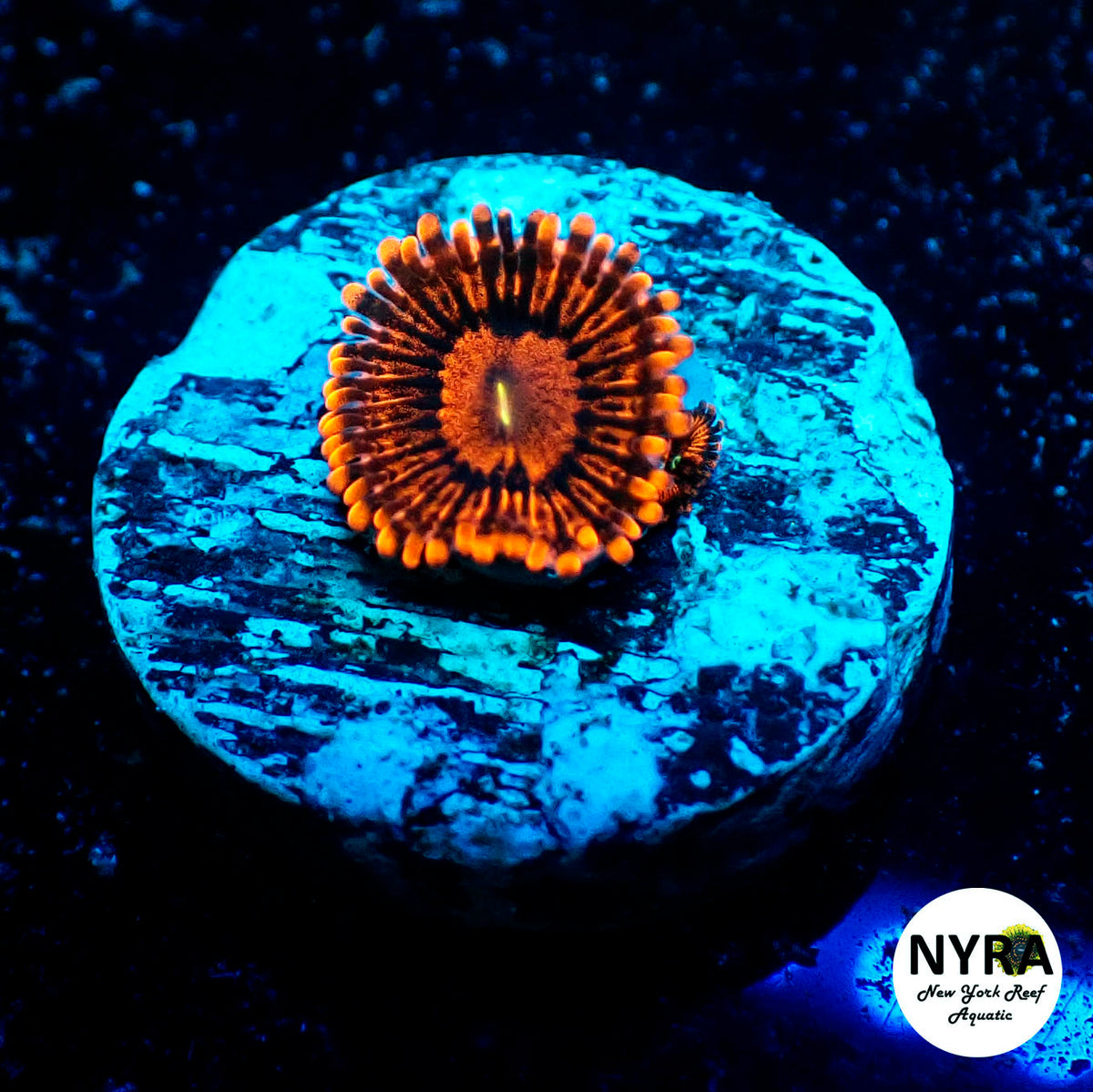 NYRA Red Skull Zoanthid