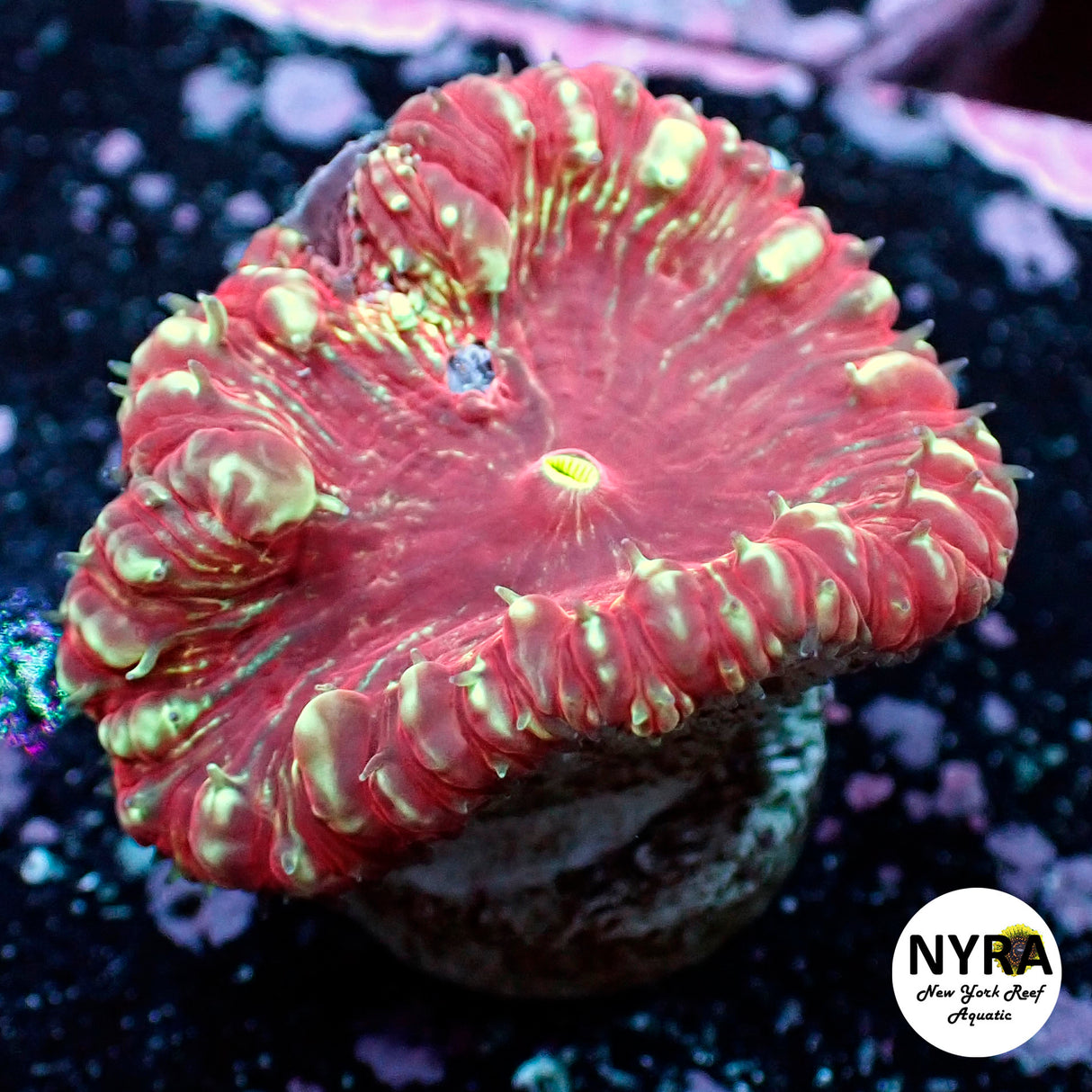 NYRA Ring of Fire Blastomussa