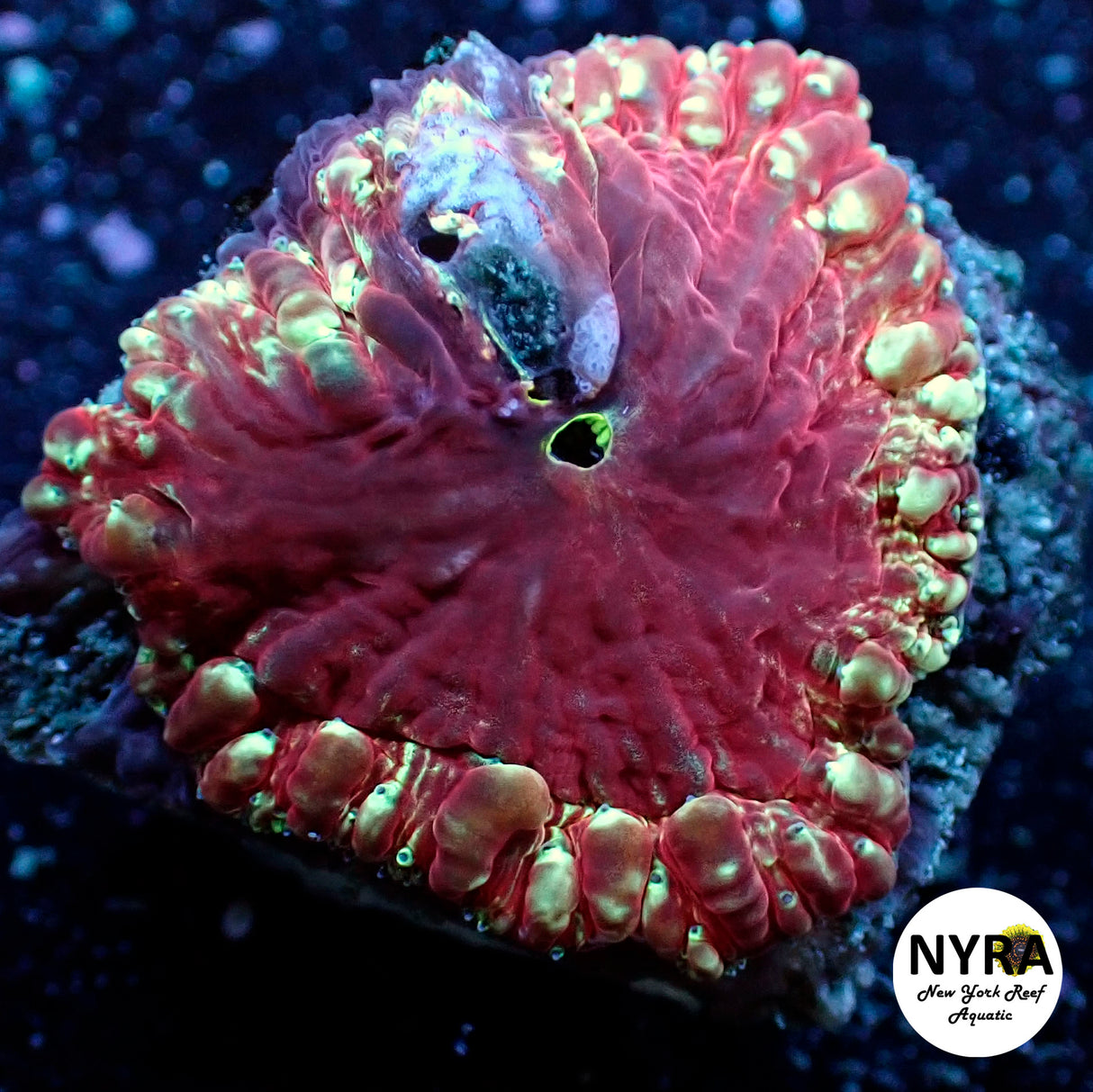 NYRA Ring of Fire Blastomussa