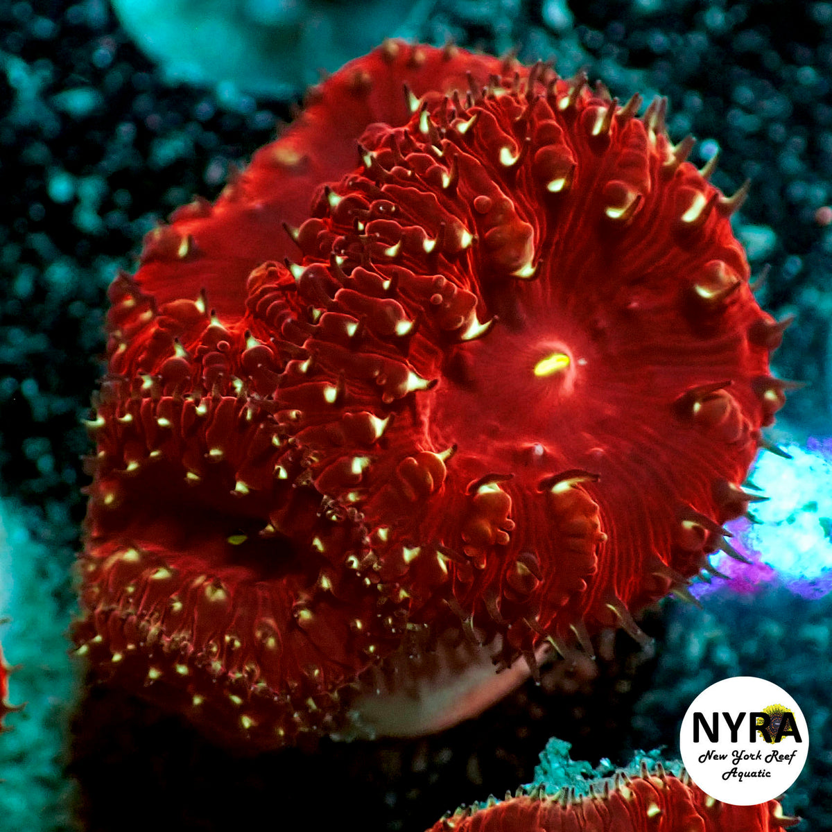 NYRA Ring of Fire Blastomussa 2-3 Heads Frag