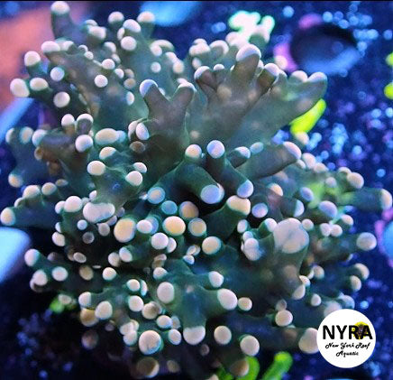 NYRA Rose Gold Tip Frogspawn 2 Head