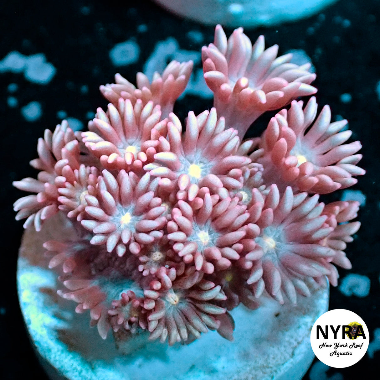 NYRA Rosette Goniopora