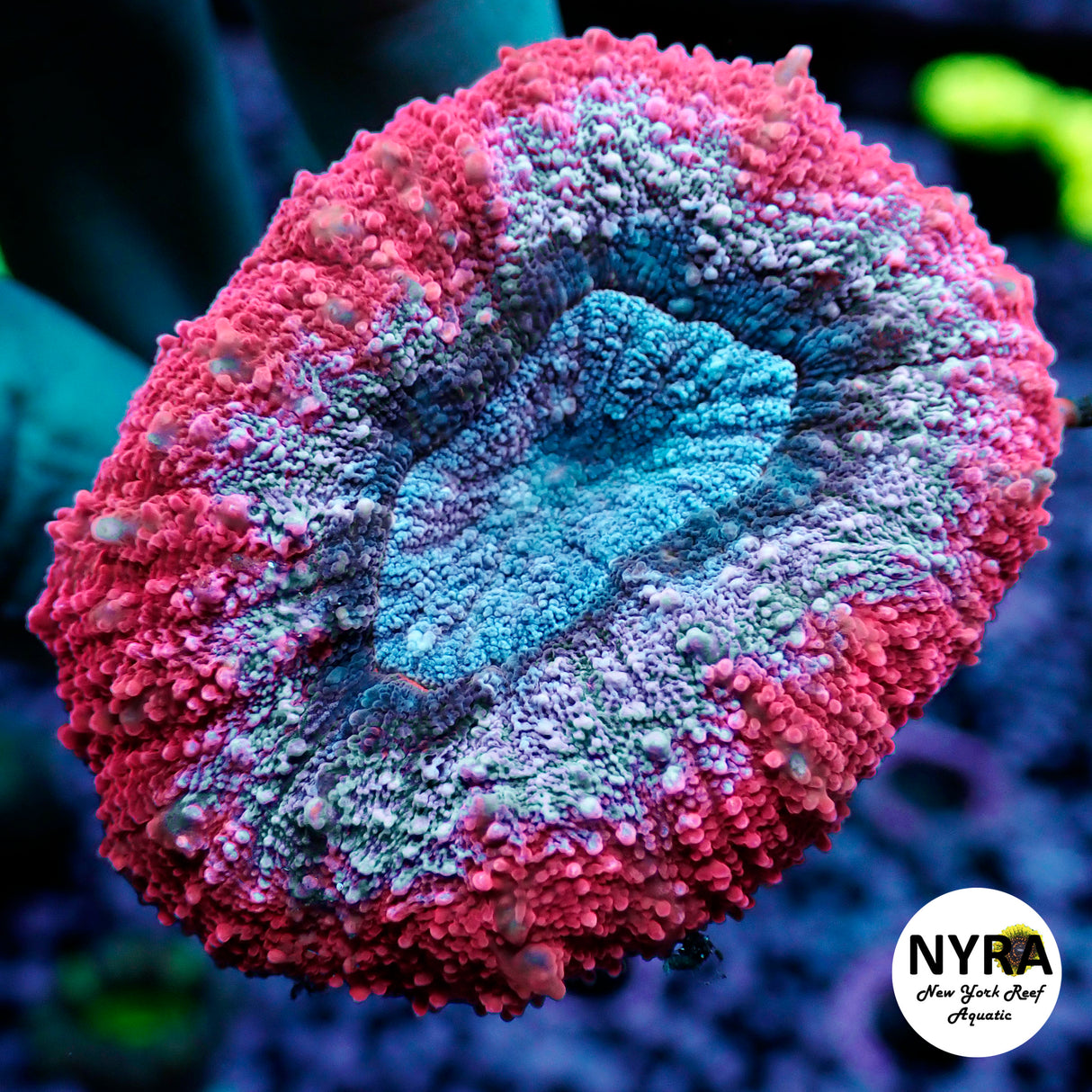 NYRA Supreme Hot Pink Lobo