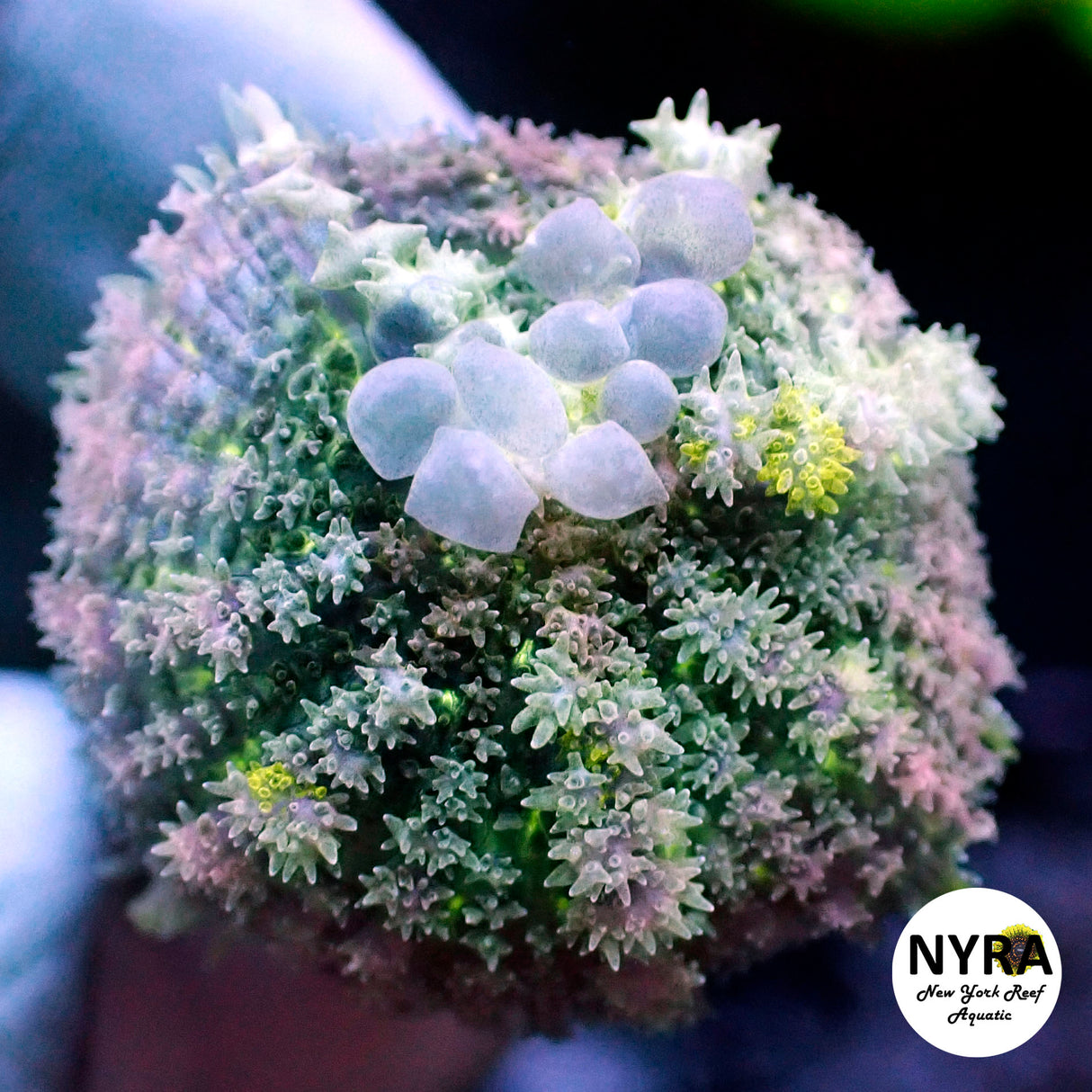 NYRA Saturn Ring Bounce Mushroom