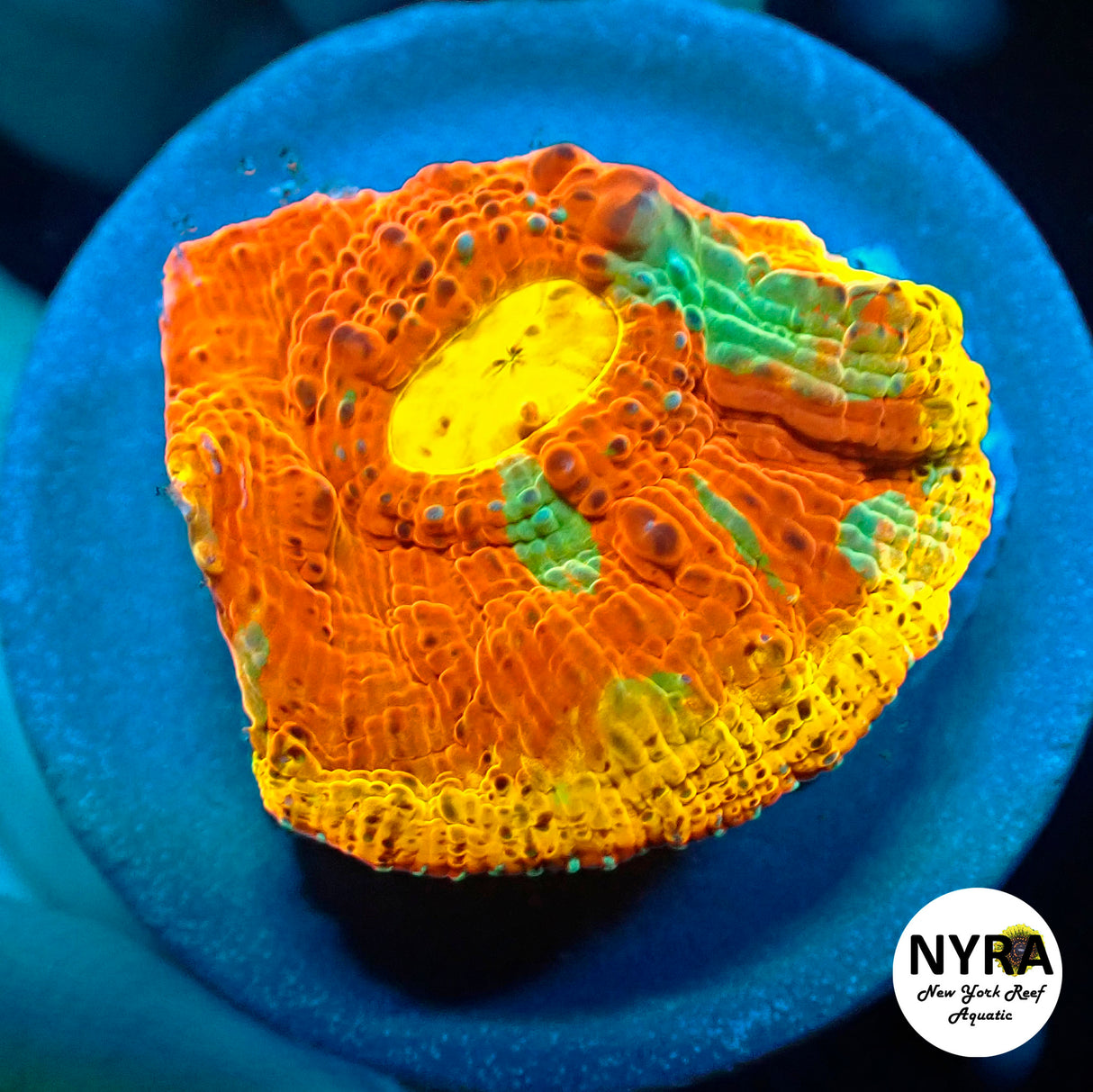 NYRA Screwdriver Chalice