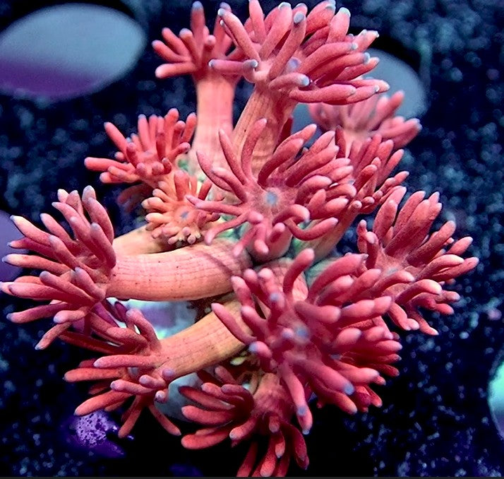 NYRA Serendipity Goniopora