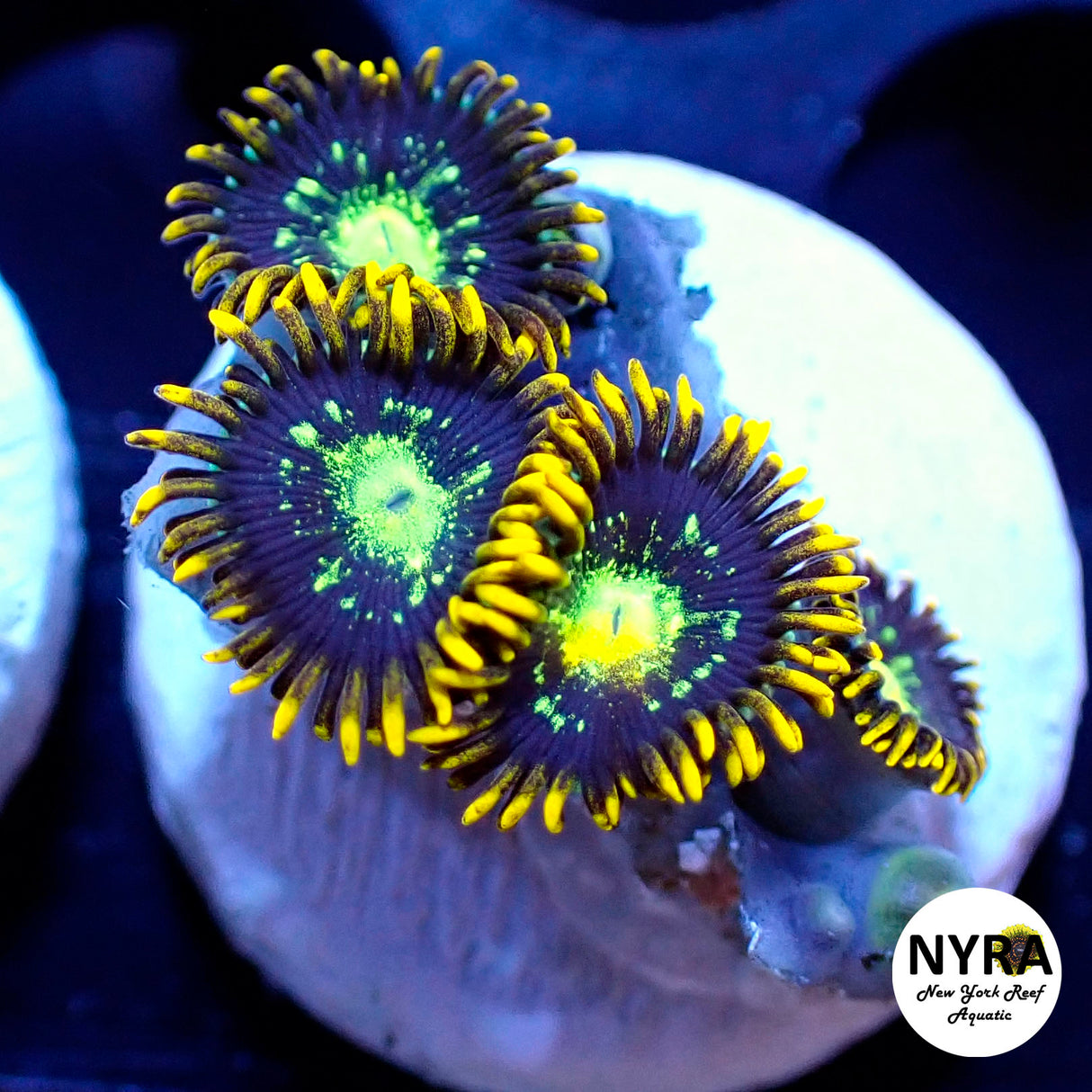 NYRA Shutter Shock Zoanthid