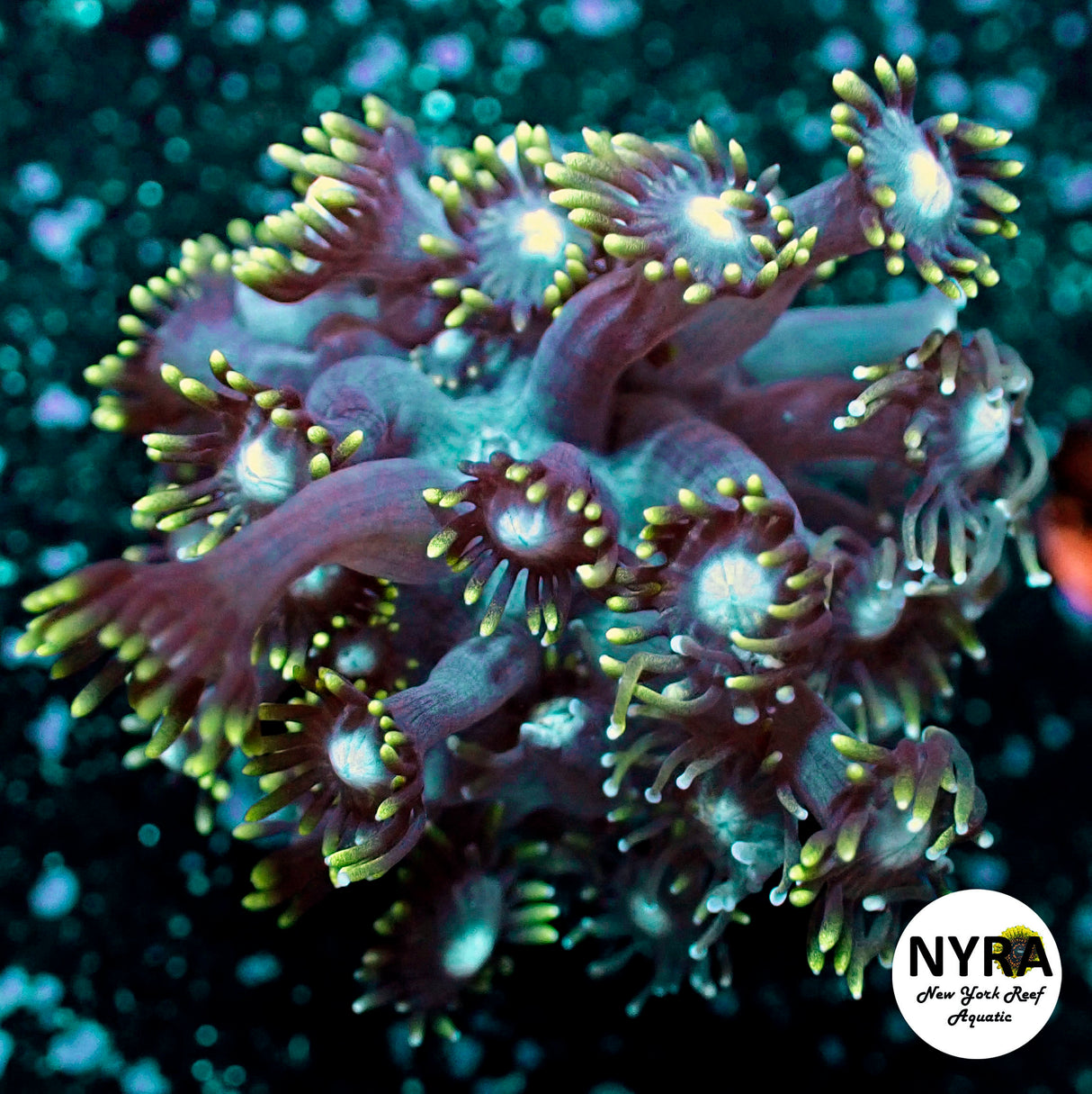 NYRA Silverback Goniopora