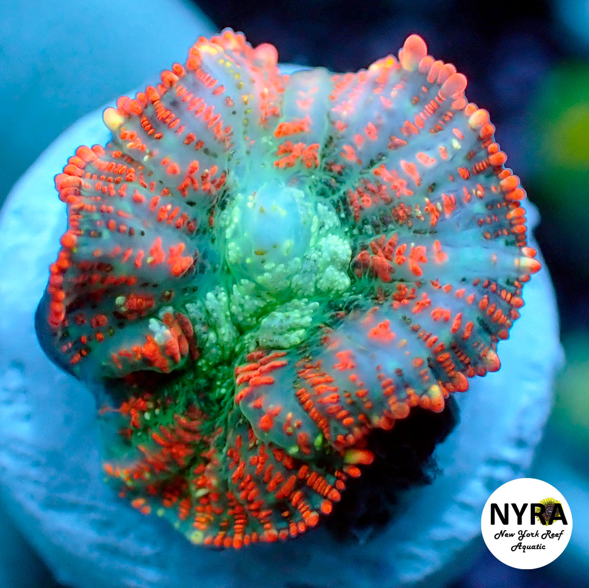 NYRA Smash Bros Rhodactis Mushroom