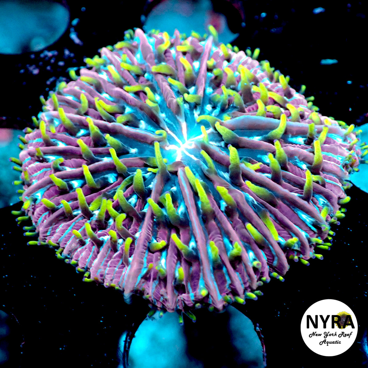 NYRA Ice Breaker Plate Coral R21B3