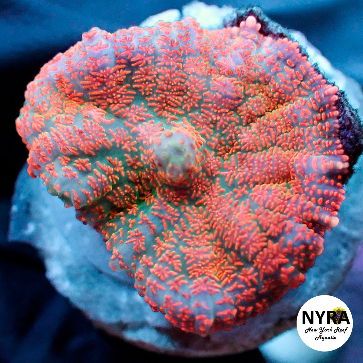 NYRA Sunset Aura Mushroom