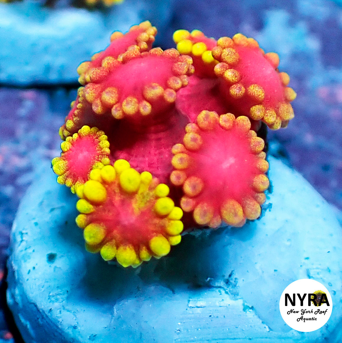 NYRA Supercyber Goniopora