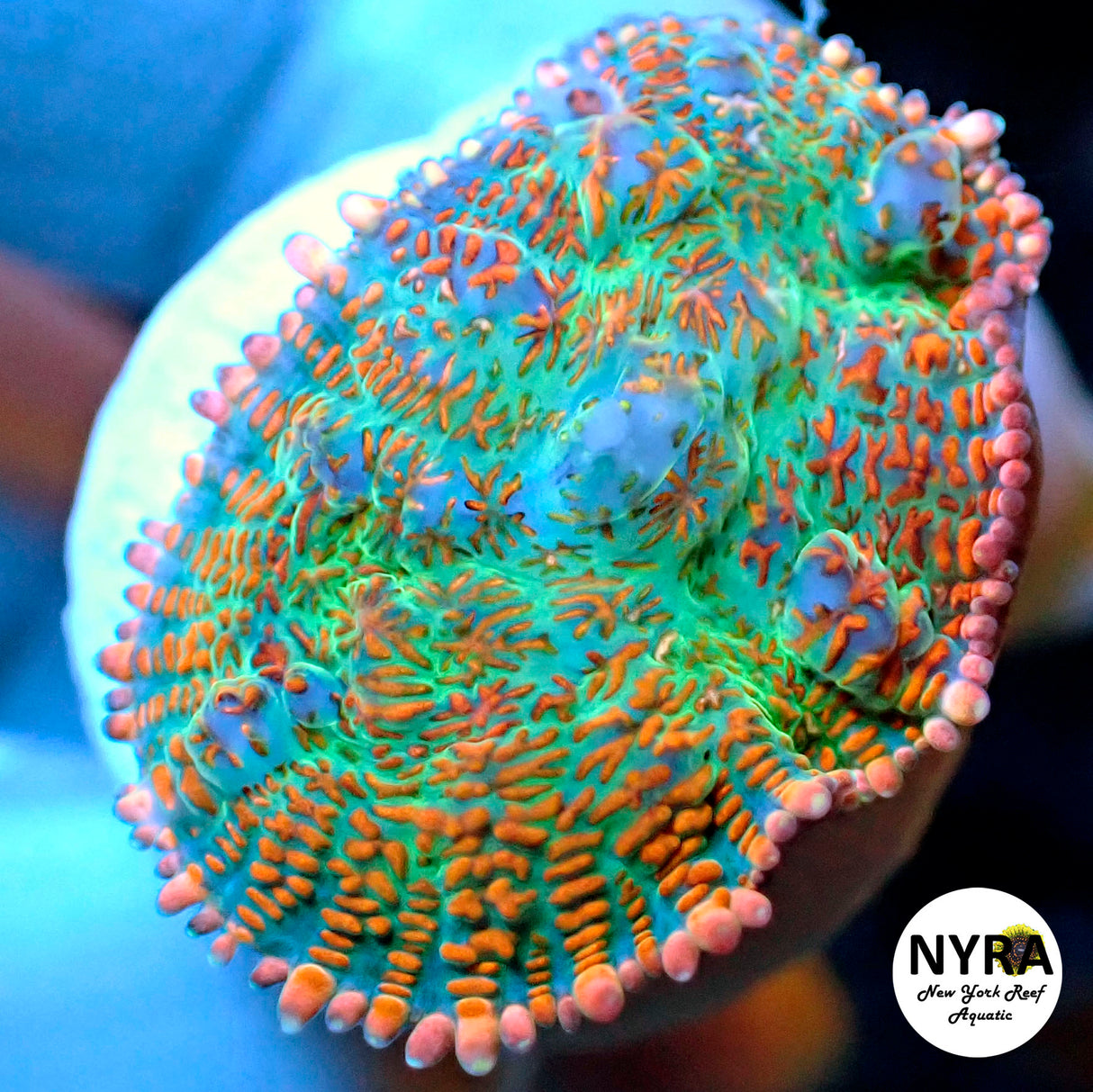 NYRA Supersonic Mushroom