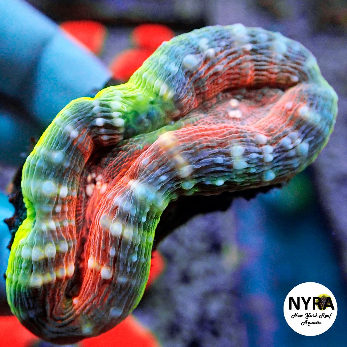 NYRA Supreme Lipstick Lobo