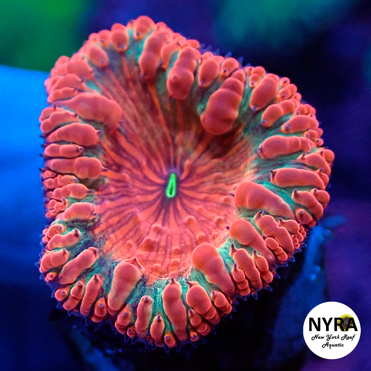 NYRA Tropic Blast Blasto