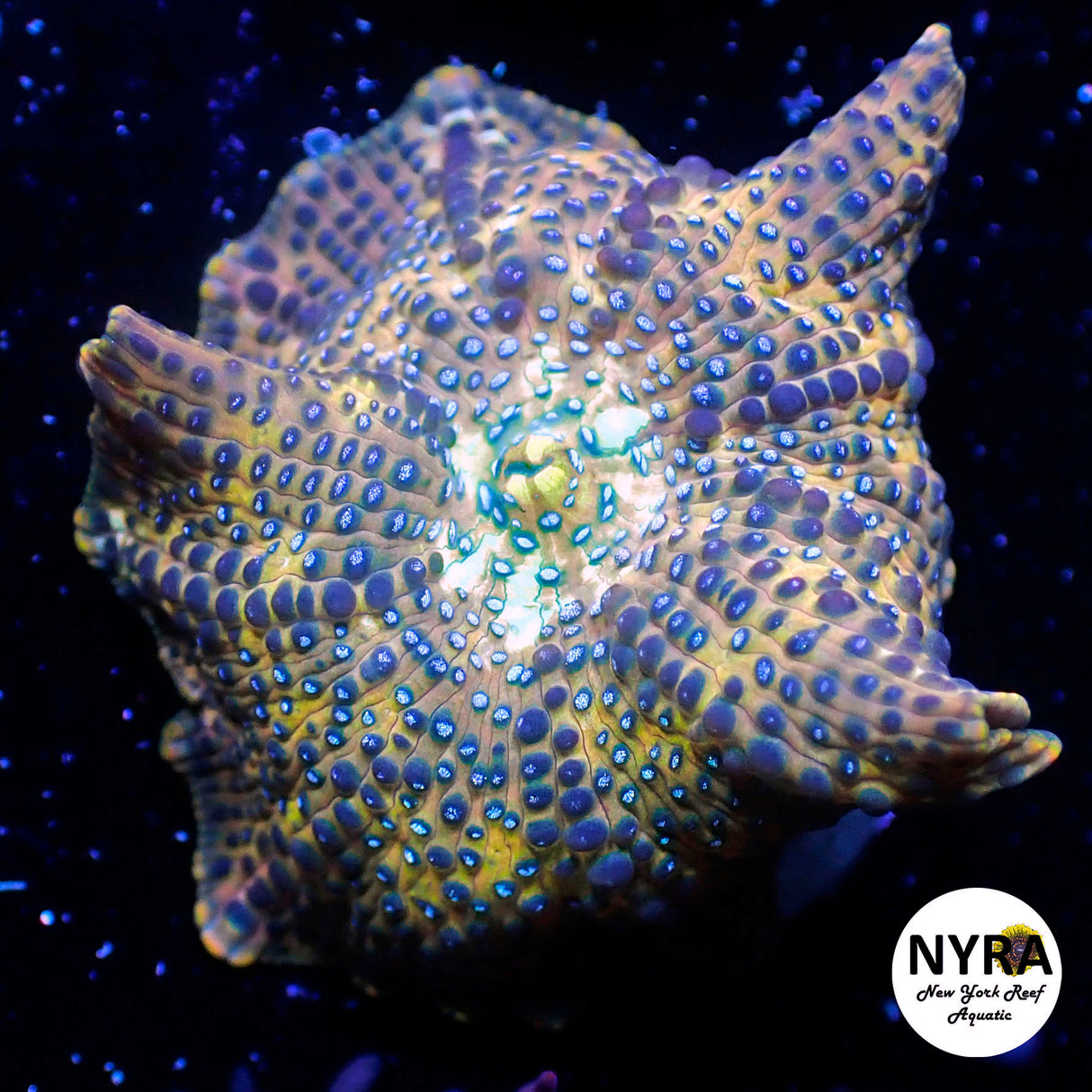 NYRA TRex Marble Mushroom