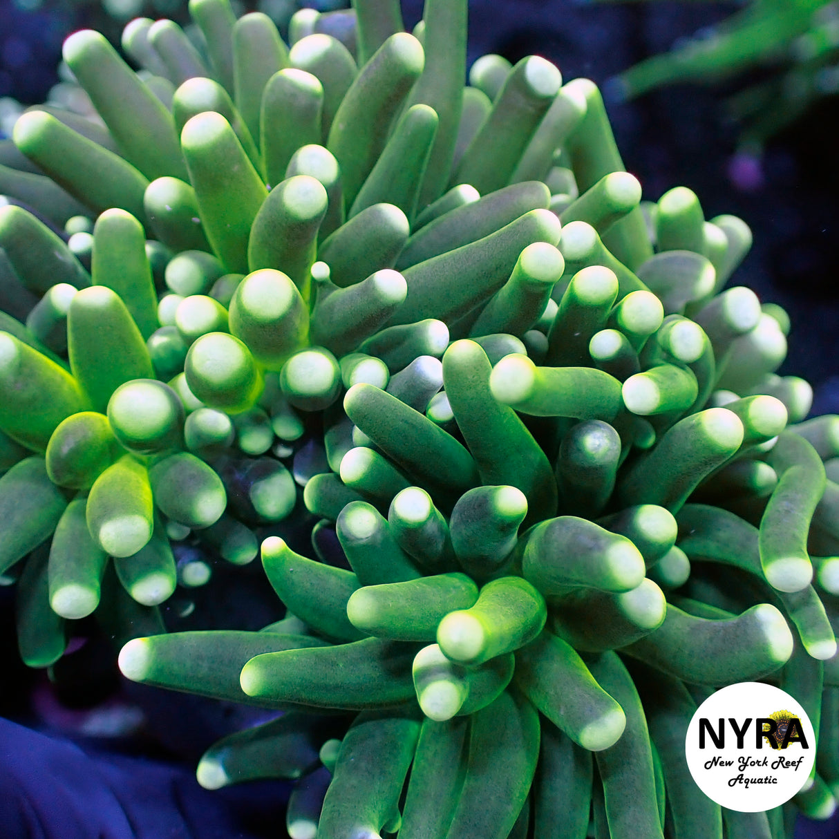 NYRA Teal Tip Green Torch 2 Head